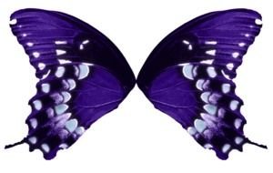 purple-blue butterfly as a picture for clipart