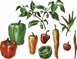 Colour Vegetable Clip Art Page 1 N2
