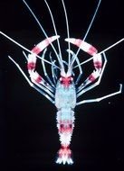 Coral Banded Shrimp Clip Art