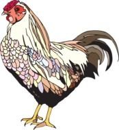 Chicken Clip Art N98