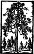 Cedar Tree drawing
