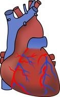 Human Heart Clip Art N50