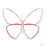 How To Draw A Simple Butterfly