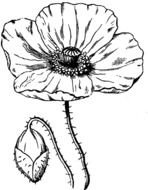 Poppy Coloring Page N2