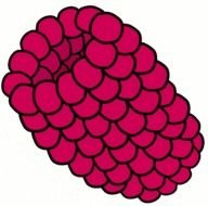 Raspberry Clip Art N17