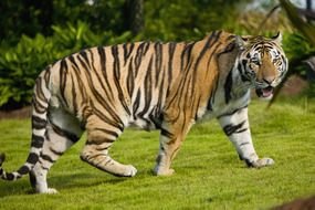 Bengal Tiger photo