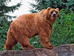 brown bear on stone wall at greenery