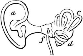 human ear strcucture
