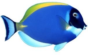 neon Blue Fish drawing