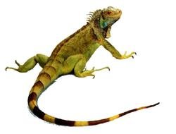 Cartoon Iguana N7