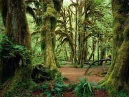 Landscape of beautiful forest in Washington State Olympic National Park