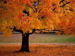 Beautiful Fall as picture for clipart