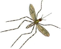 Mosquitoes Clip Art