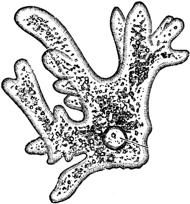 Clip art of Amoeba