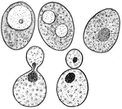 Yeast Clip Art N2