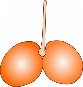Cherry Clip Art Double