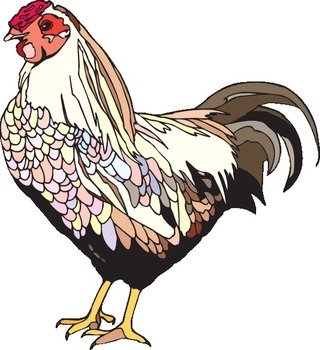 Chicken Clip Art N98