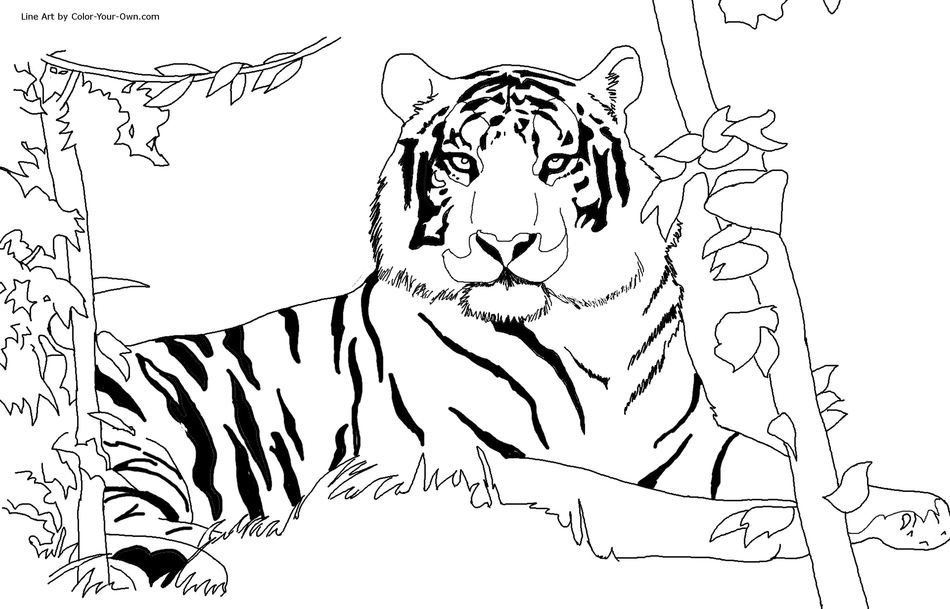 Free Printable Tiger Coloring Pages N3