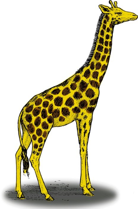 Giraffe Clip Art N107