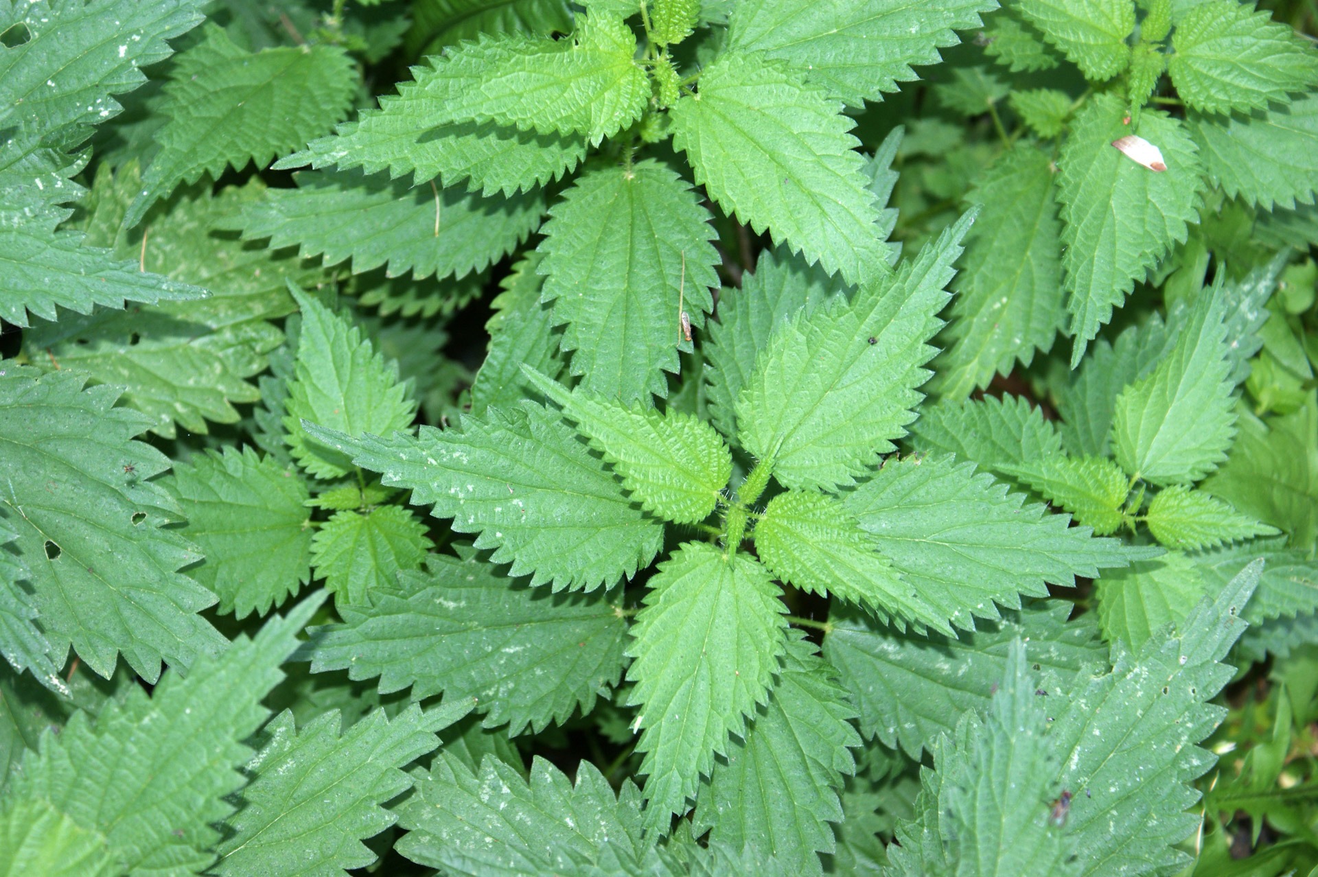 Organic nettle leaves free image download