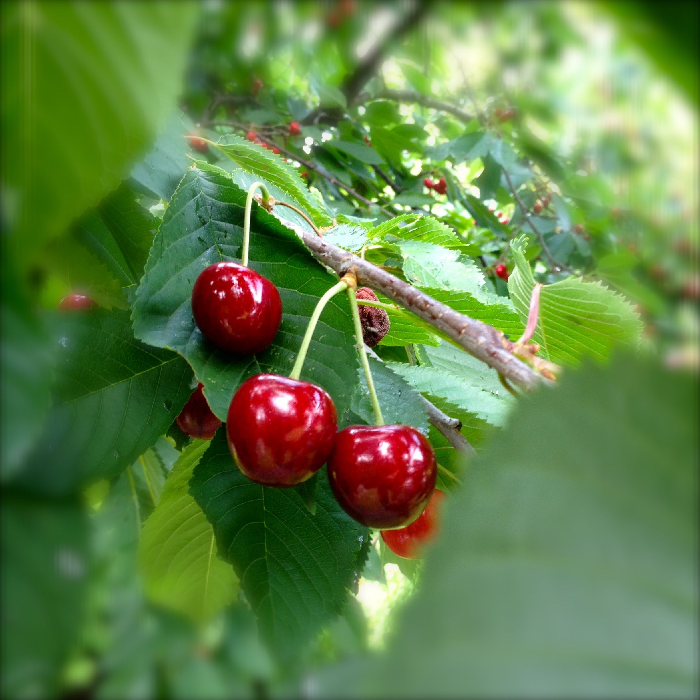 Fresh and beautiful red cherry free image download