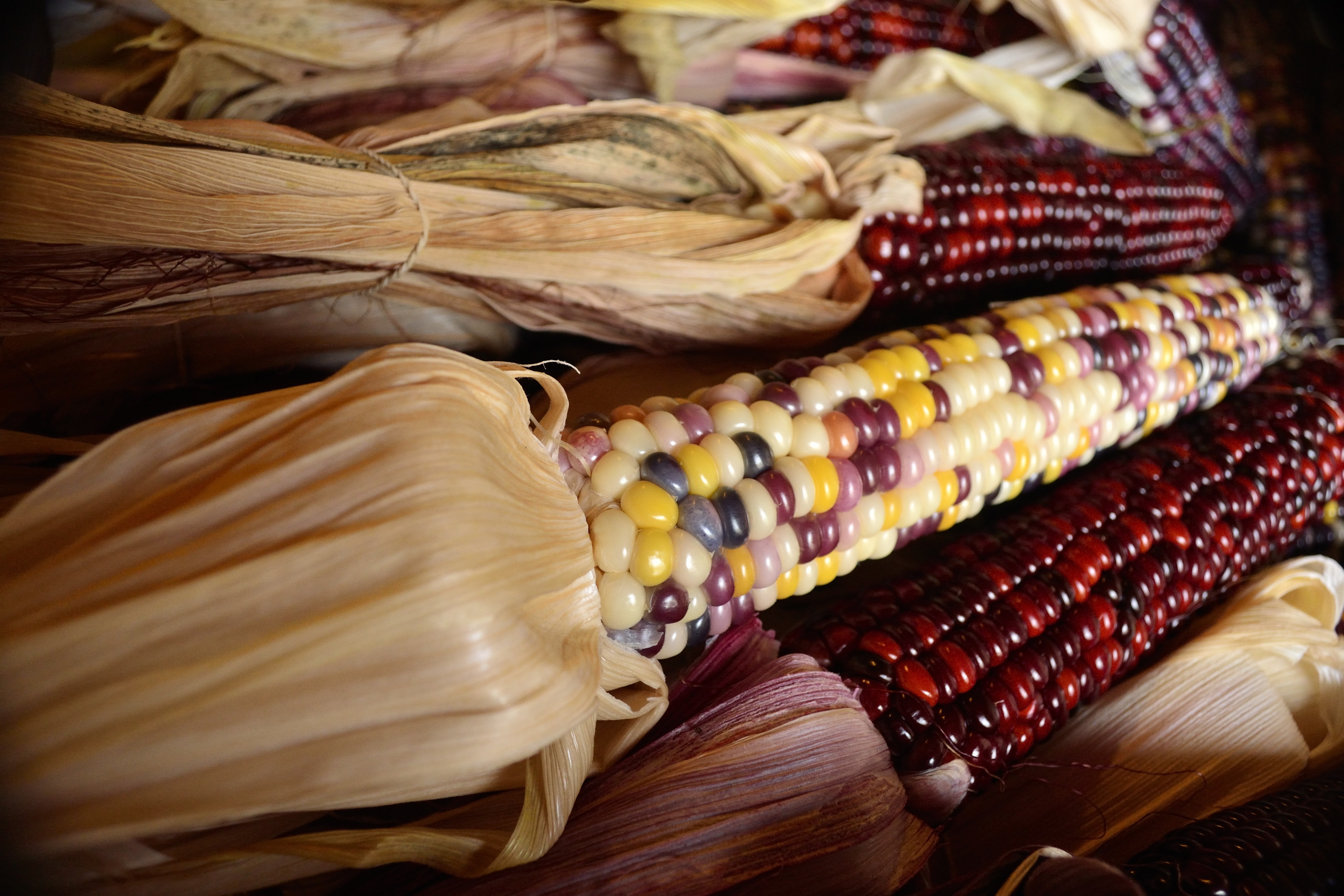 Индейская кукуруза