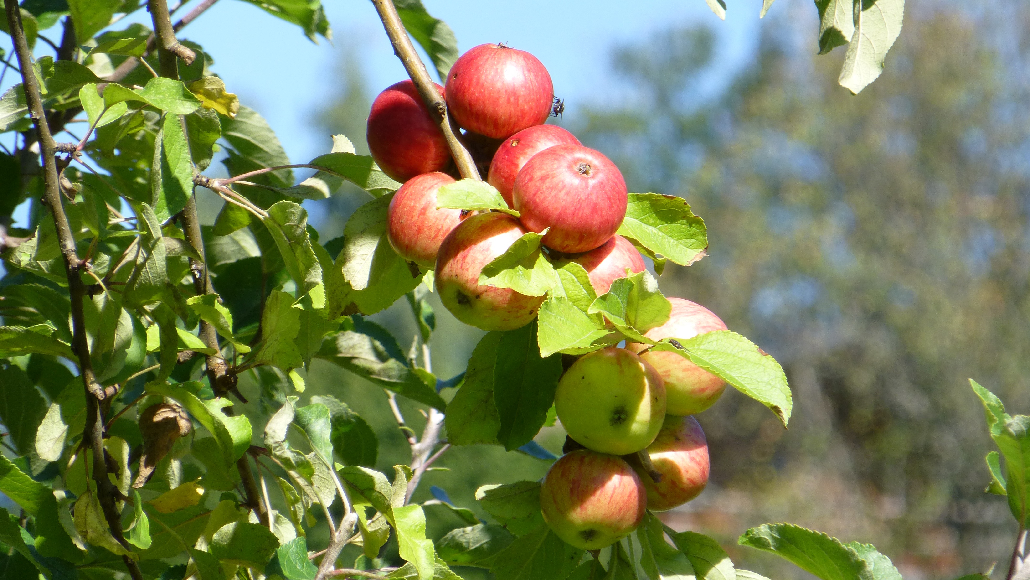 Осенние фрукты на деревьях