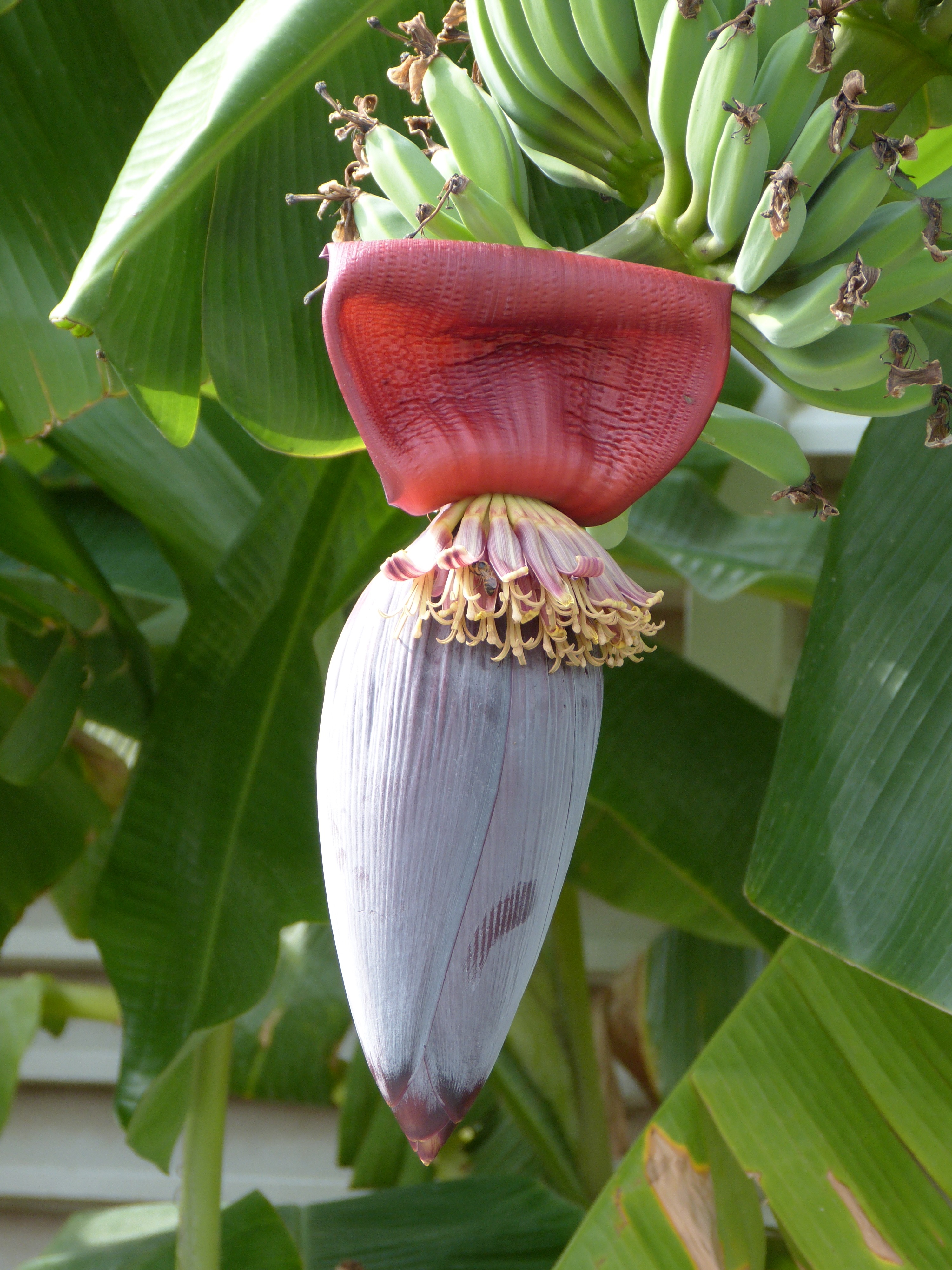 Как цветет банан фото Banana blossom free image download