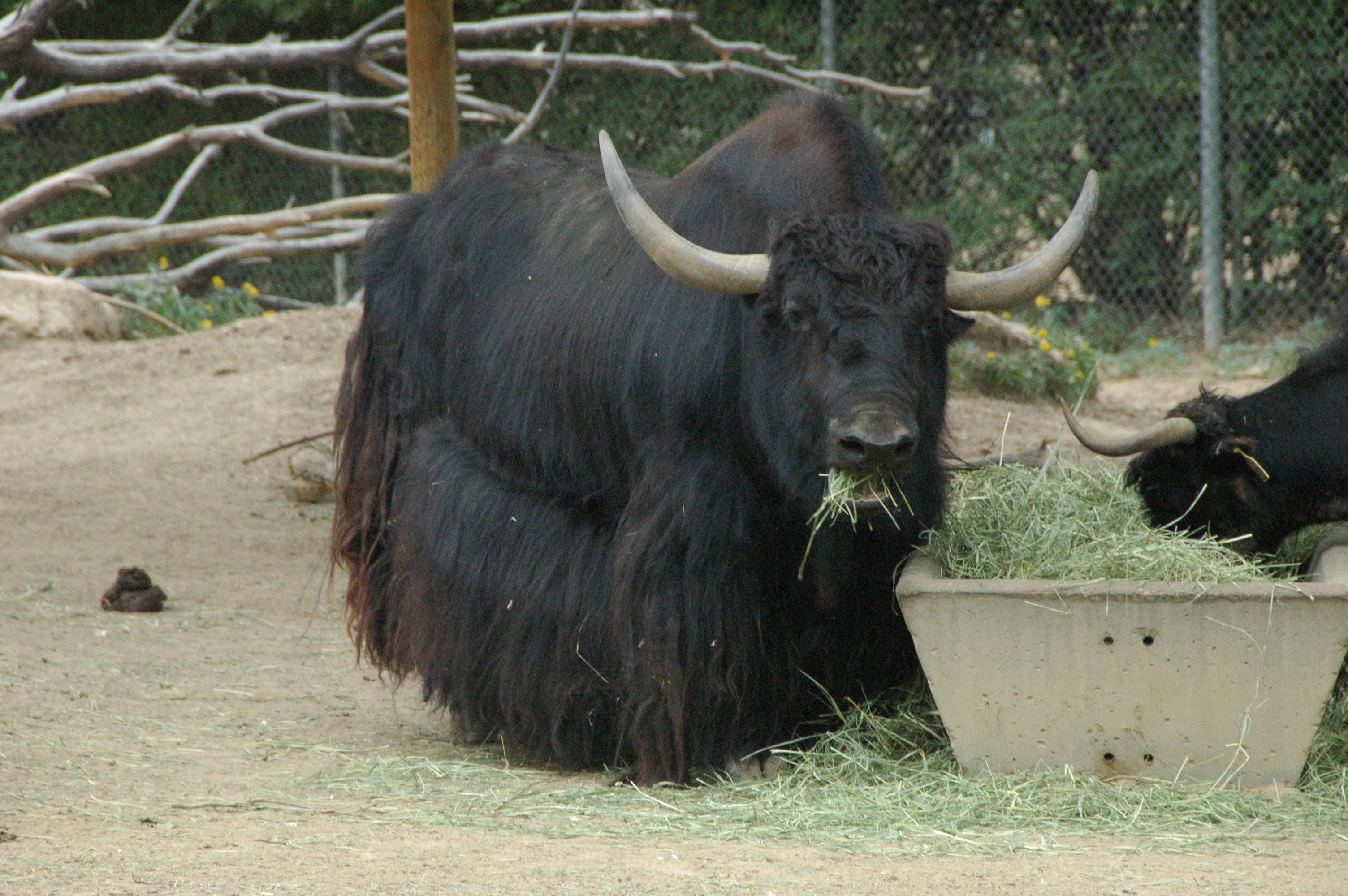 Beautiful black yak on a farm free image