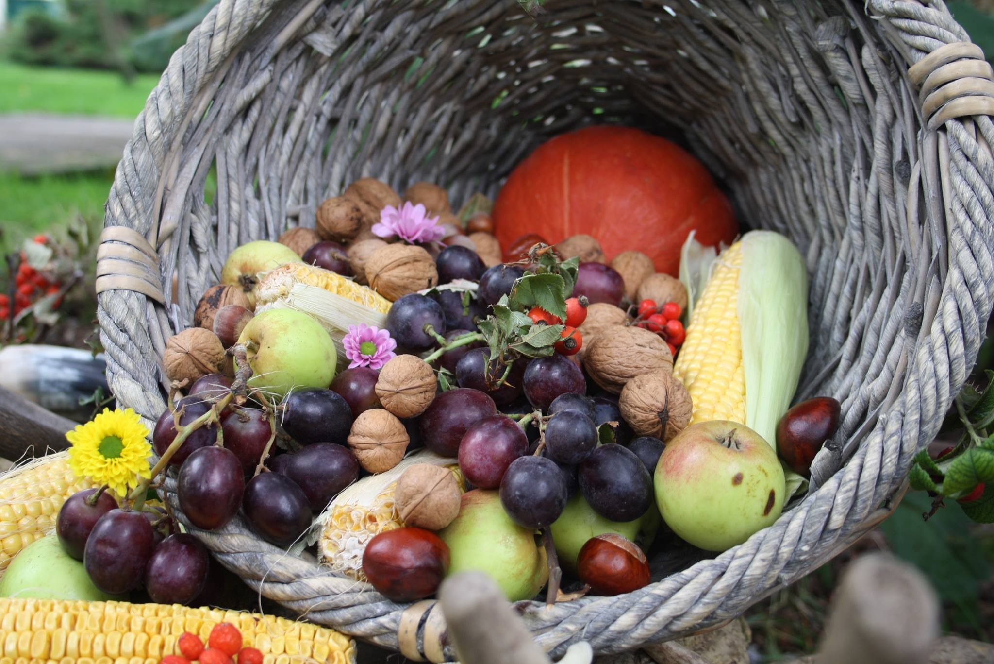 Autumn harvest fruits and vegetables free image download