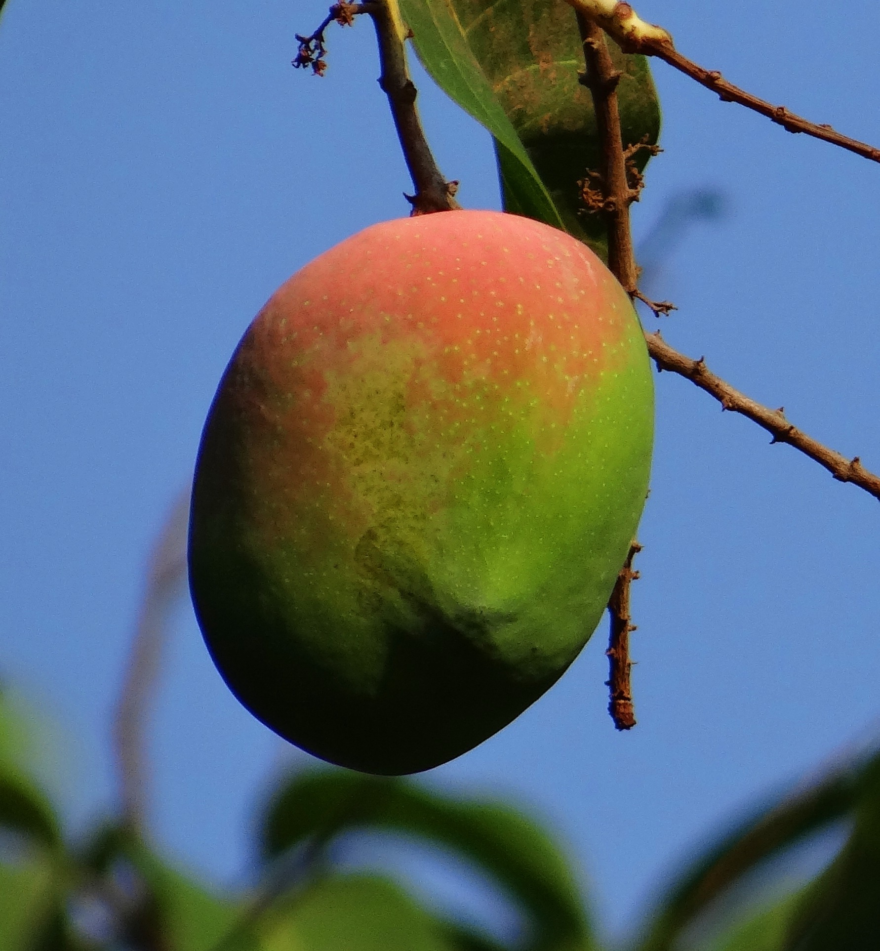 Free image/jpeg, Resolution: 1782x1925, File size: 637Kb, <b>Mango</b> in India pi...