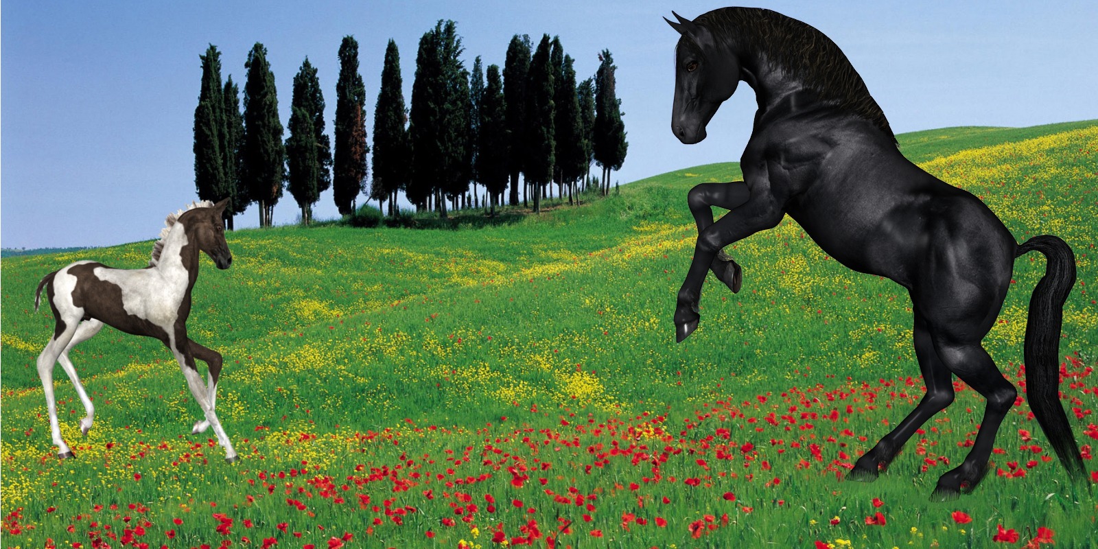 Foals horses