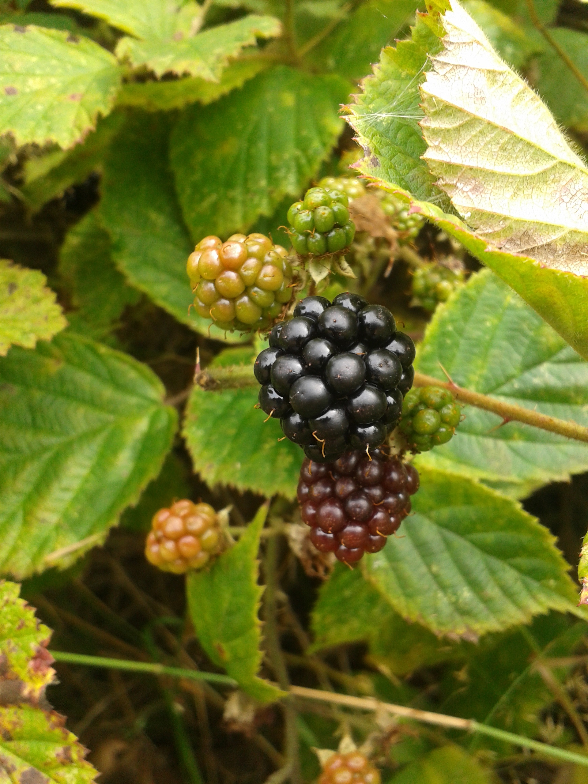 Каманика фото ягода Bush of blackberries in nature free image download