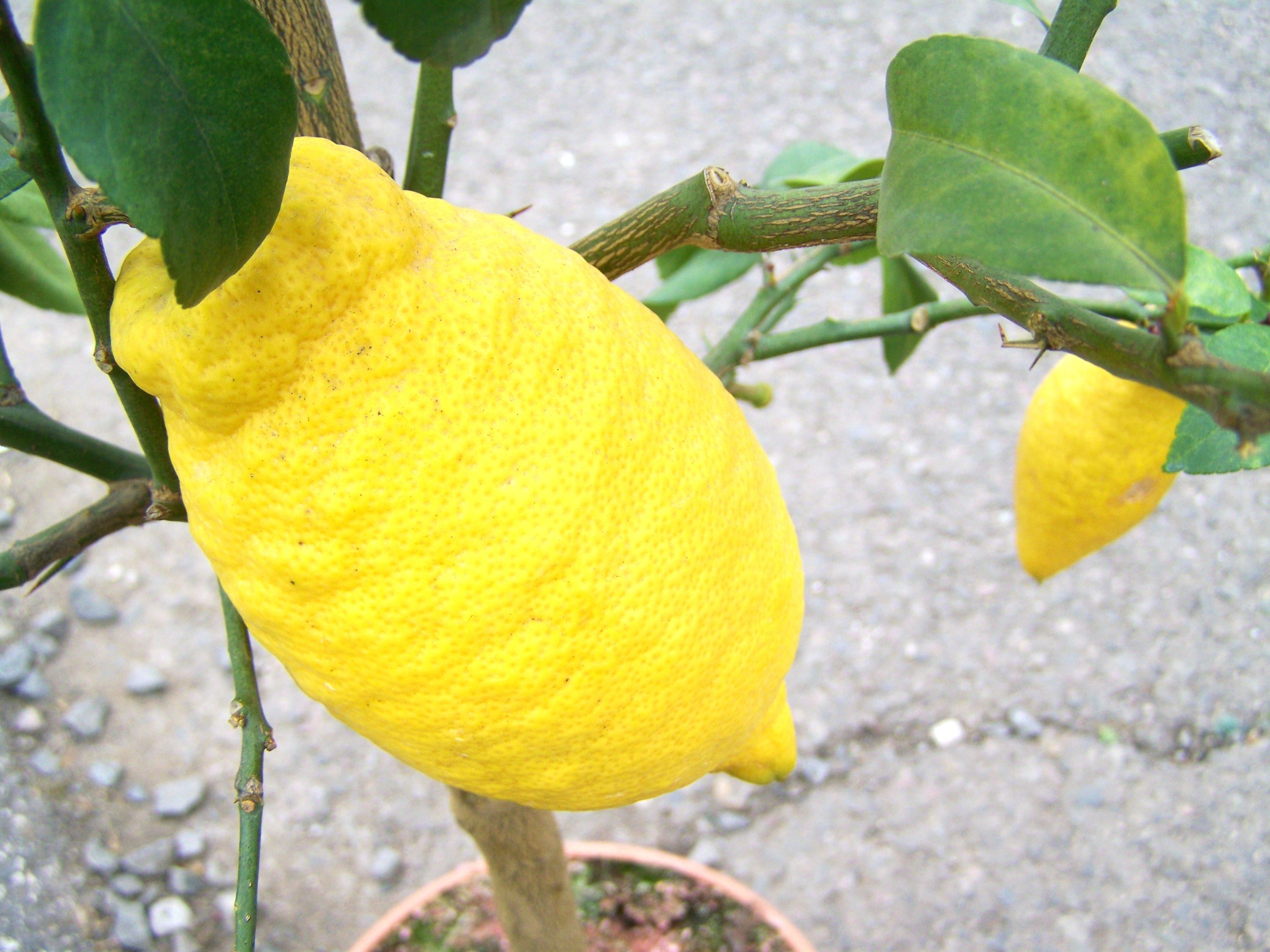 Сорт лимона Цитрон