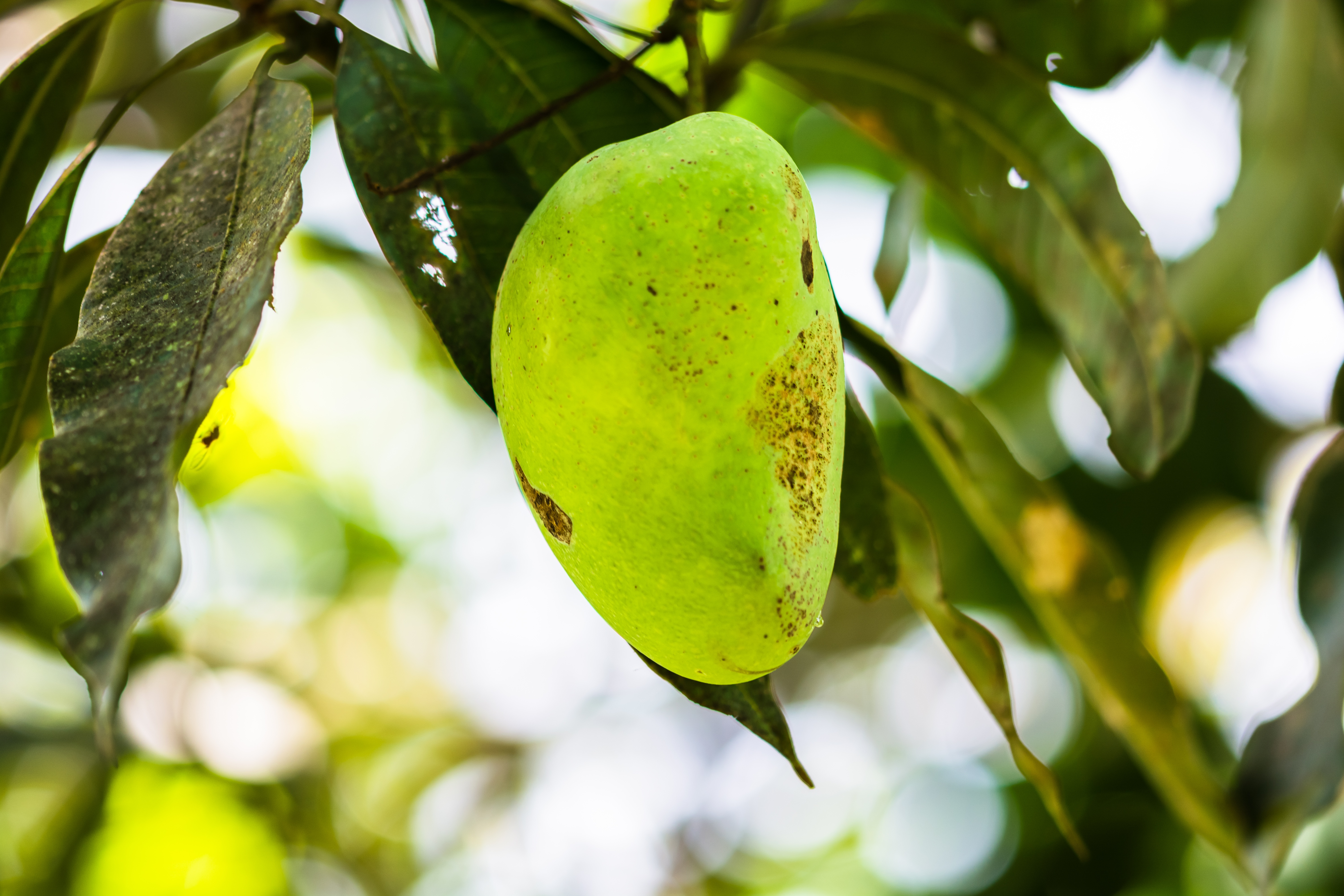 Free image/jpeg, Resolution: 6000x4000, File size: 5Mb, <b>mango</b> <b>tree</b> fruit pi...