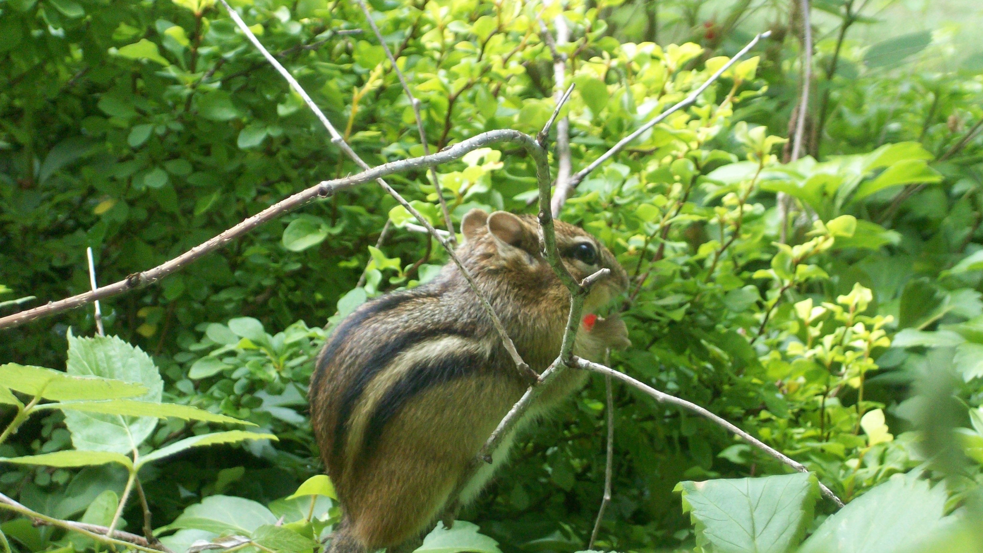 Chipmunk Adventures: September Wildlife - npqsxj0