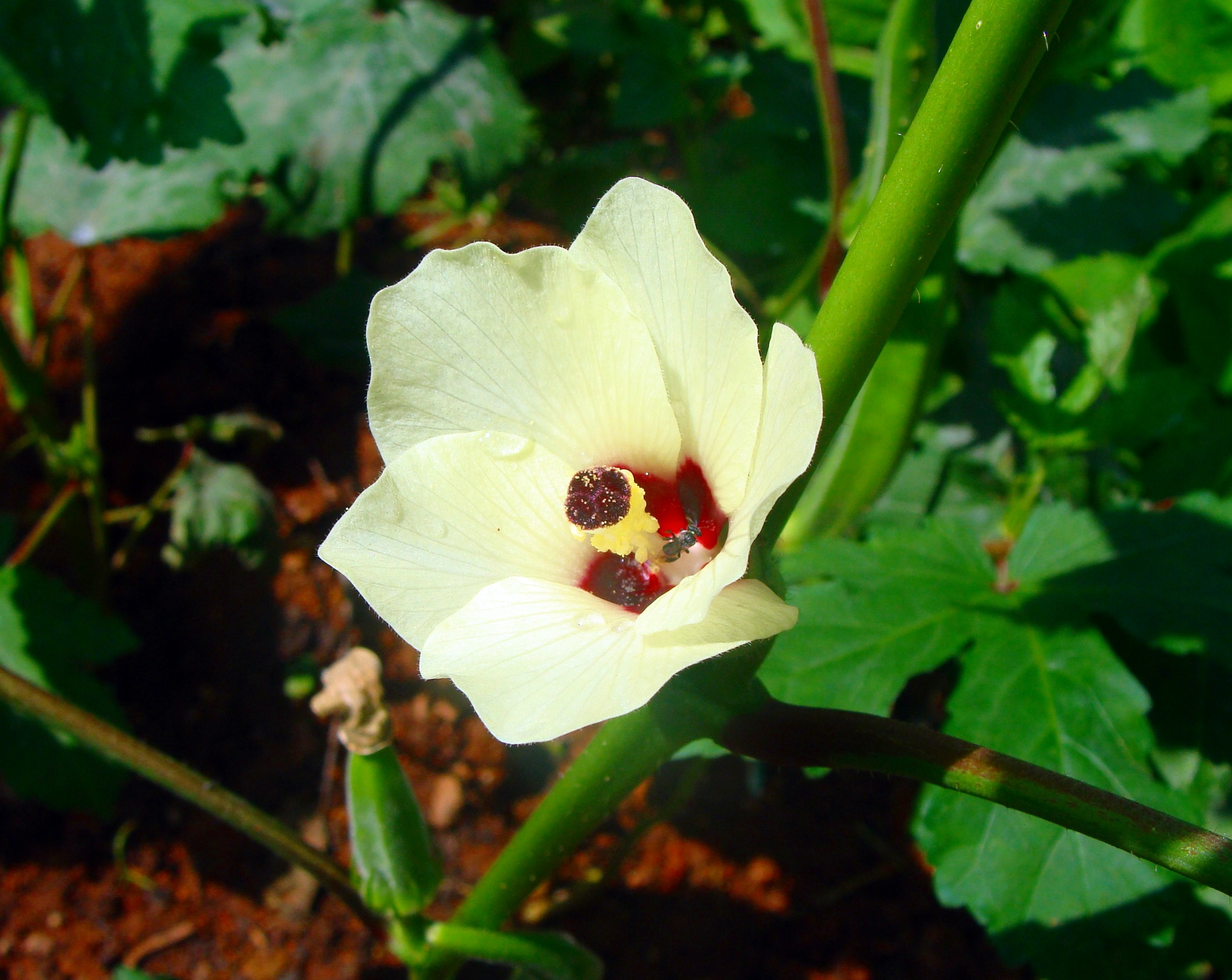 Okra flower in india free image download