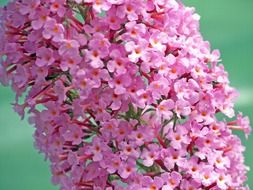 Pink flowers on a branch