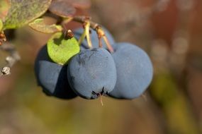 ripe blueberries grow on the tree