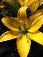 Yellow lily flower in a garden