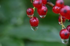 wet currants