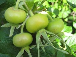 green unripe tomatoes on a bush