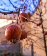 apple on a branch in autumn