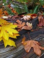 autumn colorful leaves fell from the trees