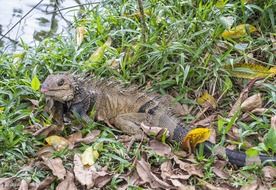 lizard in green grass