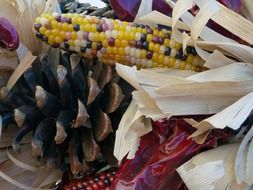 Dry corn on the stalk