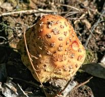 toadstool under the tree