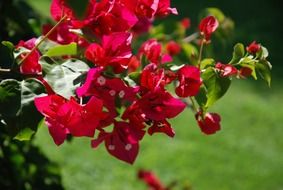 bush with bright pink flowers