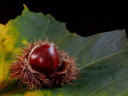 chestnut in a prickly shell on a large green leaf