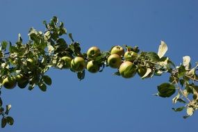 branch of apple tree with green fruits at blue sky